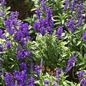 Meet your Posher, Quynh